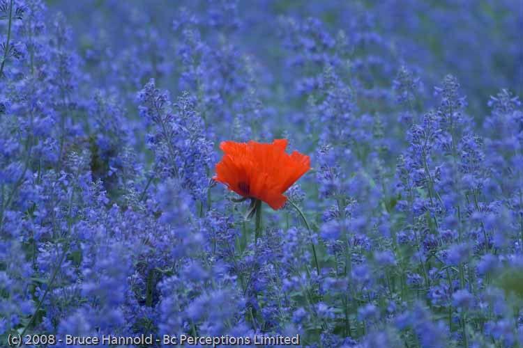 POPPY IN BLUE